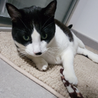 Avatar pour Maureen D