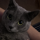 Profilbild für Lisa J