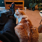 Profilbild für Niko W
