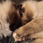 Profilbild für Tina W