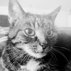 Profilbild für Markus - The Catman M