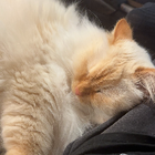 Profilbild für Weijie L