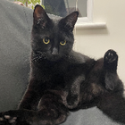 Avatar for Adrianna P