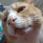 Avatar for Cat F