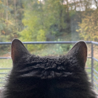 Avatar pour YAVUZTURK H