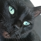 Avatar pour Léo Z