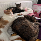 Profilbild für Peggy R