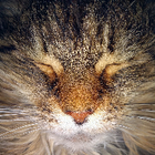 Avatar for Lewis R