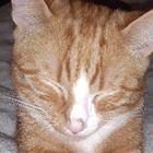 Avatar pour Valérie O