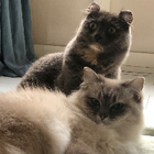 Profielfoto voor Wei Y