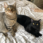 Avatar for Georgie E