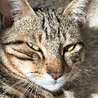 Avatar pour Hind S