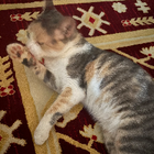 Profilbild für Rania R