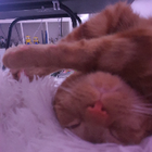 Avatar for Victoria C