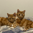 Avatar for Shakhar S