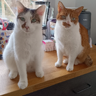 Avatar pour Adeline C