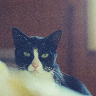 Avatar pour Anastasia B