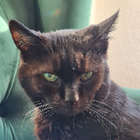 Profilbild für Elina S