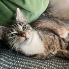 Profilbild für Hannah S