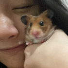 Profielfoto voor Shevira a