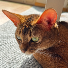 Profilbild für Lydia Z