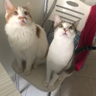 Profilbild für Cumhur S