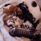 Avatar pour Coline P