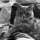 Profilbild für Lilli W