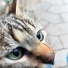 Profilbild für yuwei W