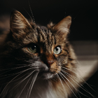 Profilbild für Martina A