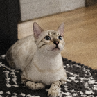 Profilbild für sungwoo K