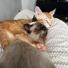 Profilbild für Julia B