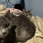 Avatar pour Chloé A