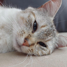 Avatar pour Elijah L