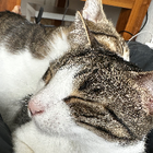 Profilbild für Rouge L