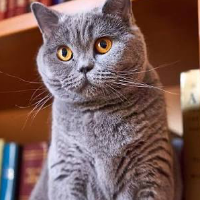 Avatar pour Lainceur L