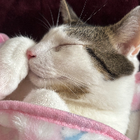 Profilbild für Sena K