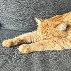 Avatar pour Lianshuang P