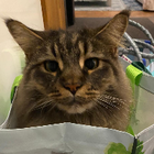 Profilbild für Giulia K
