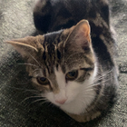 Avatar for Gita (Yogita) A