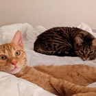 Avatar pour Romain S