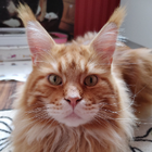 Profilbild für Nico R