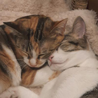 Profielfoto voor Carlos A