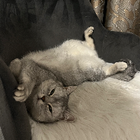 Profilbild für Sena A