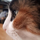 Profilbild für Gisela H