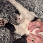 Avatar pour Camille B