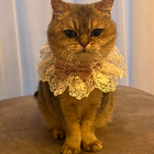 Profielfoto voor Rebecca L