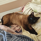 Profilbild für Yina Y