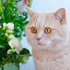 Profilbild für Ya S