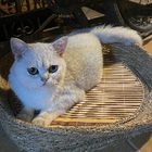 Profilbild für Zhouqian Z